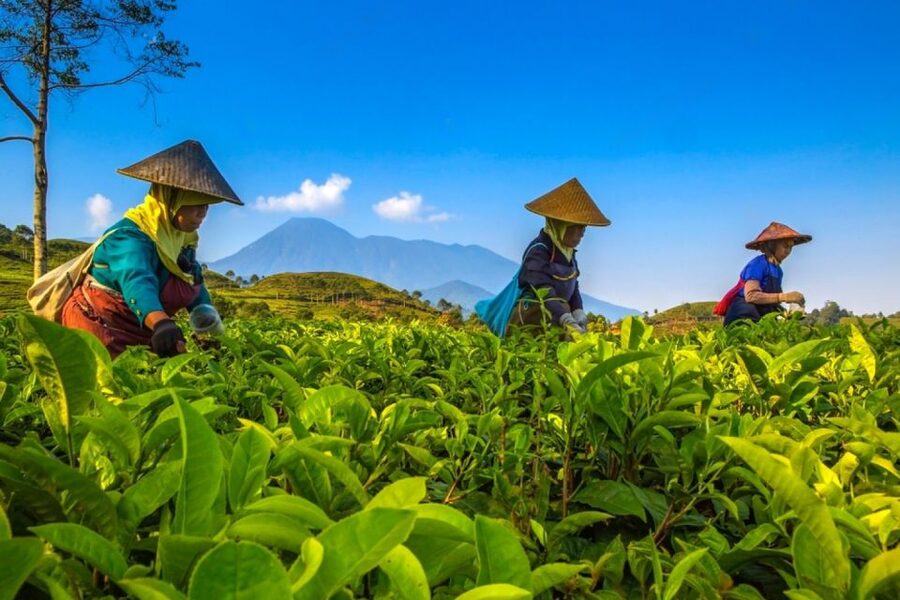 From Jakarta: Safari Park, Tea Plantation & Jaksa Waterfall - What to pack (so the day feels easy, not annoying)