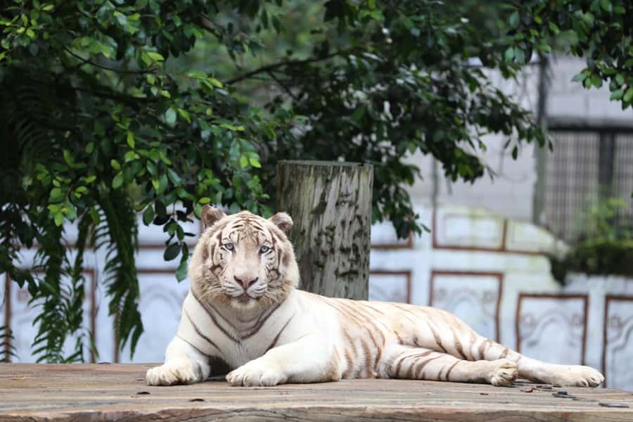 From Jakarta: Safari Park, Tea Plantation & Jaksa Waterfall - Who should book this tour from Jakarta