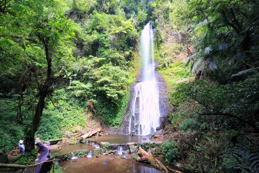 From Jakarta: Safari Park, Tea Plantation & Jaksa Waterfall - Taman Safari Bogor: seeing animals close up, with a guided rhythm