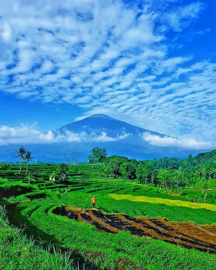 From Jakarta : Volcano, Tea & Rice Fields, Hot Spring - Key highlights you’ll actually feel