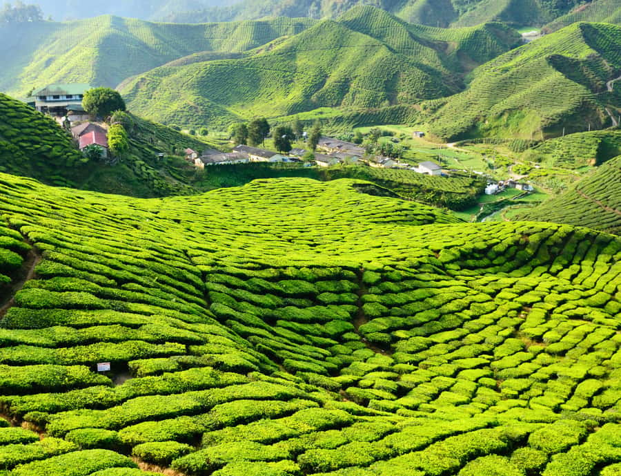 From KL: Cameron Highlands with BOH Habu & Sungei Tea Visit - Private ride from KL to Cameron Highlands: why the comfort matters
