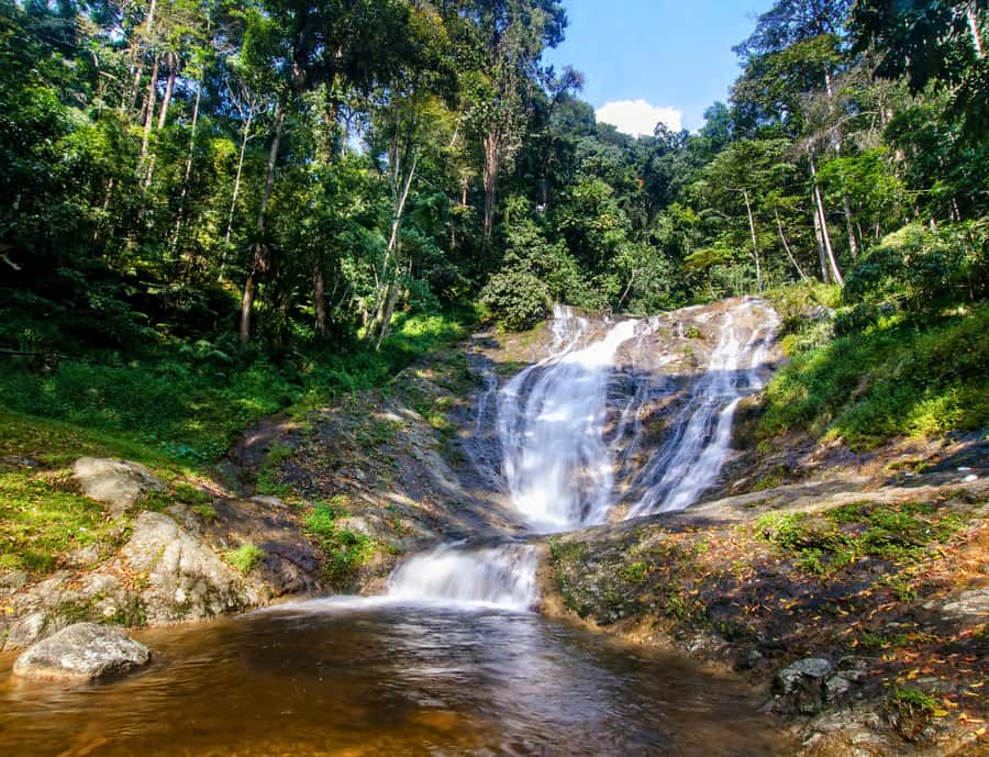 From KL: Cameron Highlands with BOH Habu & Sungei Tea Visit - BOH Habu factory tour, tasting, and the viewpoint hike you’ll remember