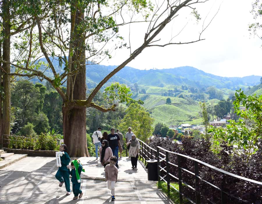 From KL: Cameron Highlands with BOH Habu & Sungei Tea Visit - Lunch in Tanah Rata and the Orang Asli village stop