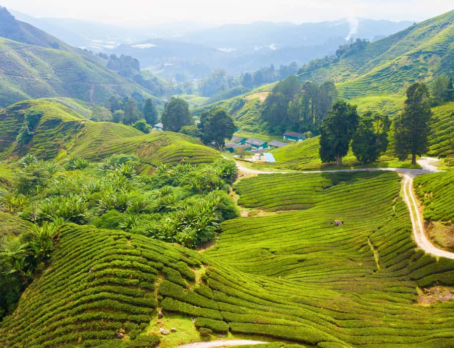 From KL: Cameron Highlands with BOH Habu & Sungei Tea Visit - Finish at BOH Sungai Palas tea centre, with a Monday warning