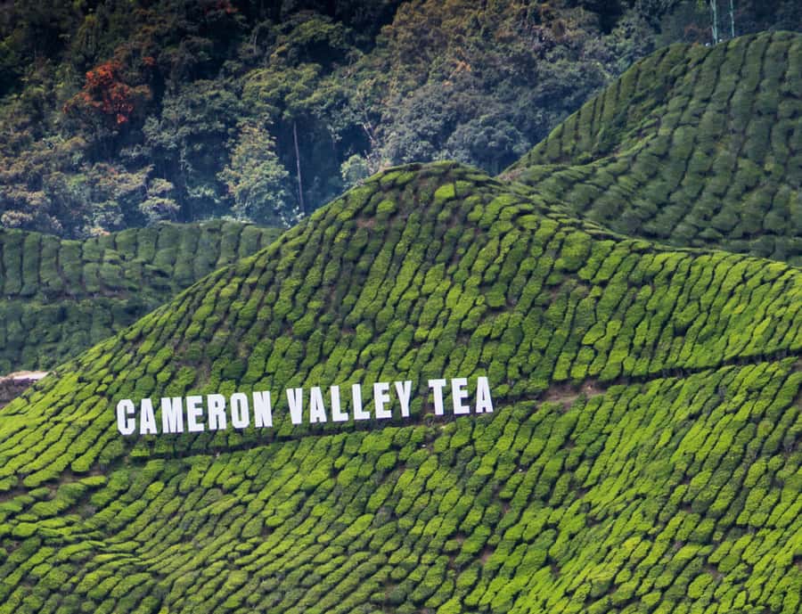 From KL: Cameron Highlands with BOH Habu & Sungei Tea Visit - Price, guide quality, and whether this private day is good value