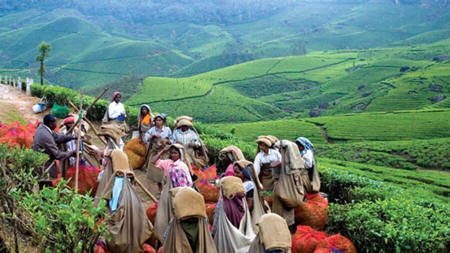 From Munnar: Tea Factory, Plantation, and National Park Tour - Eravikulam National Park: Western Ghats Views and the Nilgiri Tahr Setting