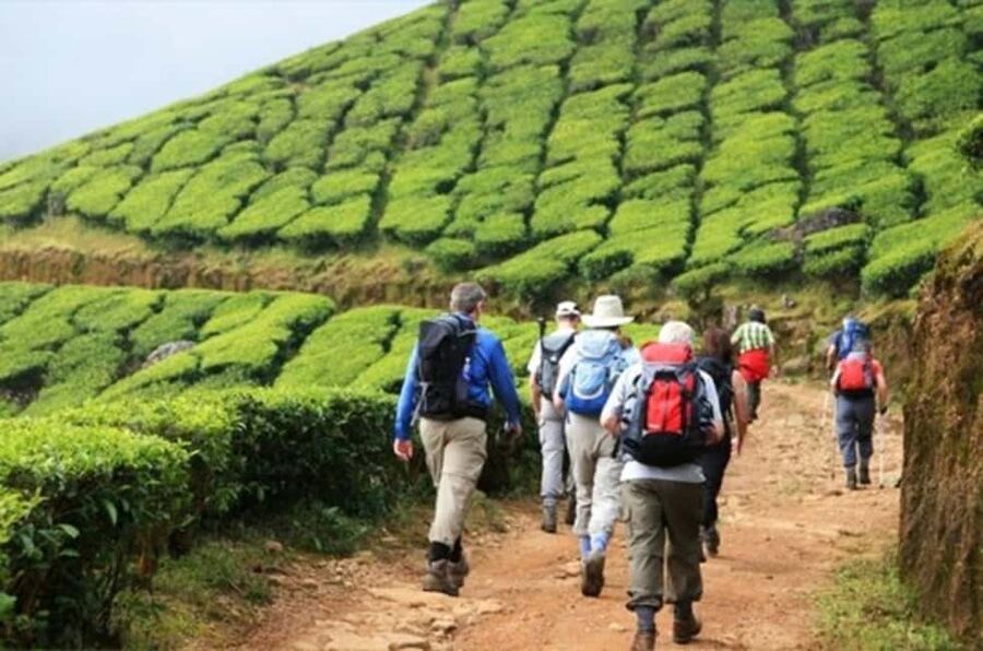 From Munnar: Tea Factory, Plantation, and National Park Tour - Lunch Timing: What’s Covered, What You Pay For