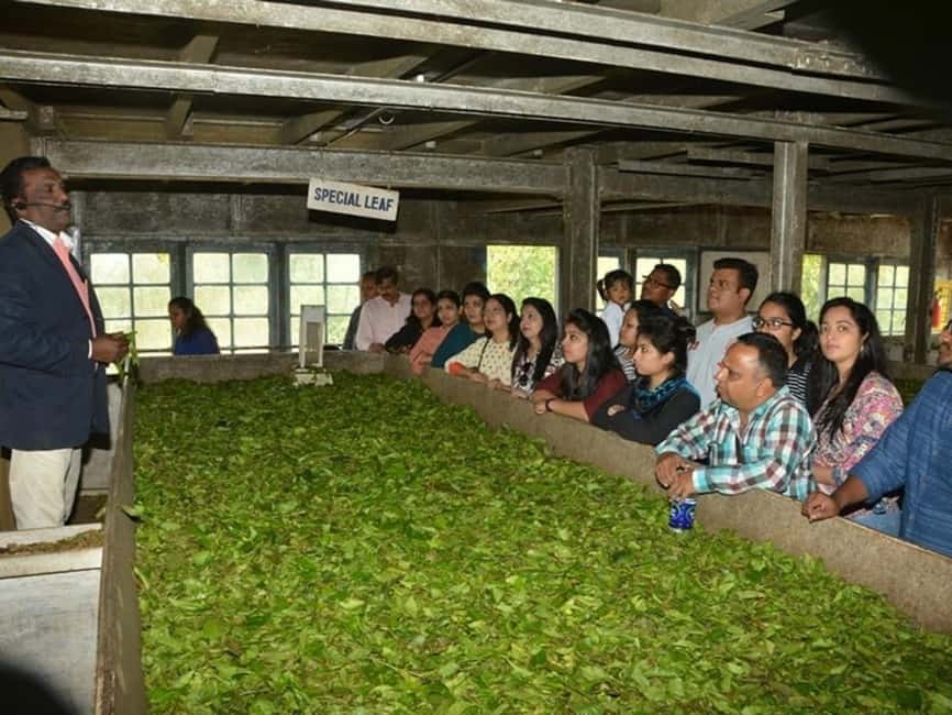 From Munnar: Tea Factory, Plantation, and National Park Tour - Tea Factory Processing at Lockhart: More Than a Photo Stop