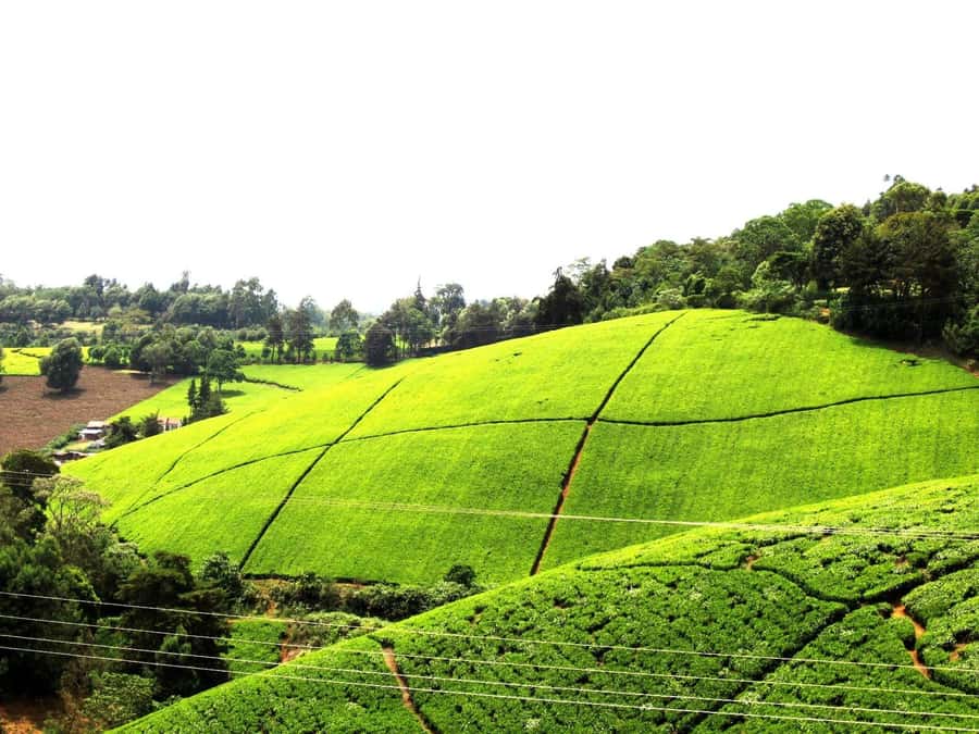 From Nairobi: Kiambethu Tea Farm Tour & Lunch - Key points worth knowing before you go
