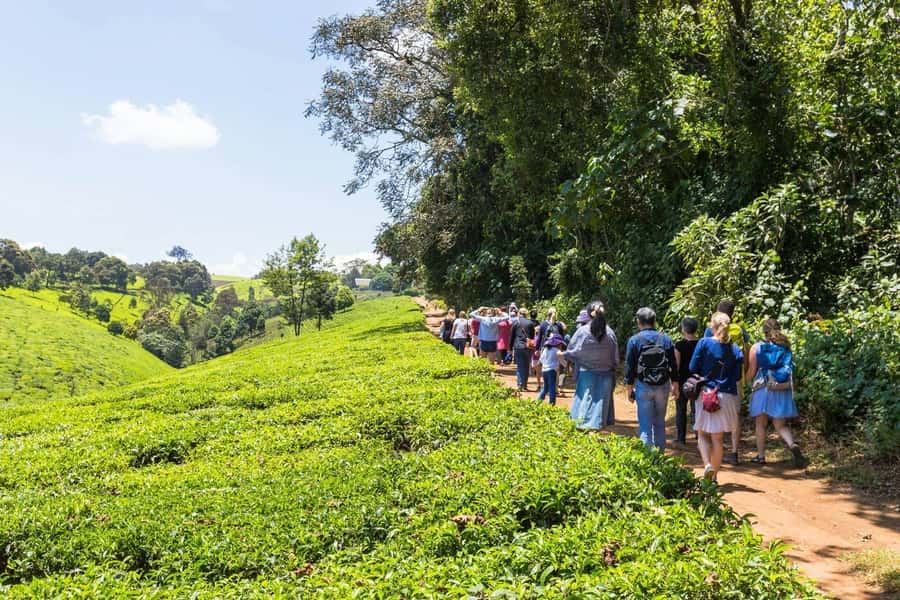 From Nairobi: Kiambethu Tea Farm Tour & Lunch - Nairobi to Kiambethu: Timing, Transfers, and the Real Day Plan