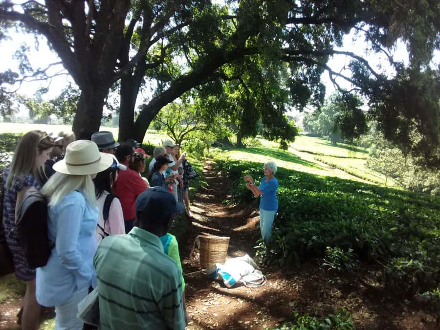 From Nairobi: Kiambethu Tea Farm Tour & Lunch - The Indigenous Forest Walk: Where Culture Meets Wildlife