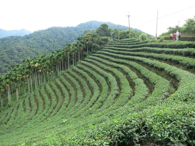 From Taipei: Thousand Island Lake and Pinglin Tea Plantation - The Best Fit: Tea Lovers, Photo Fans, and People Who Like Short Stops