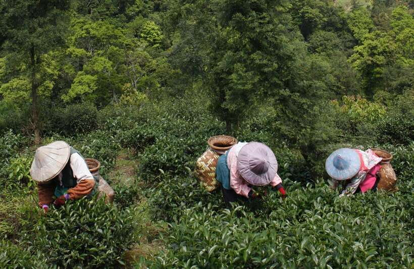From Taipei: Thousand Island Lake and Pinglin Tea Plantation - Tea Shop Stop and Brewing Lesson: Tastings That Make You Pay Attention