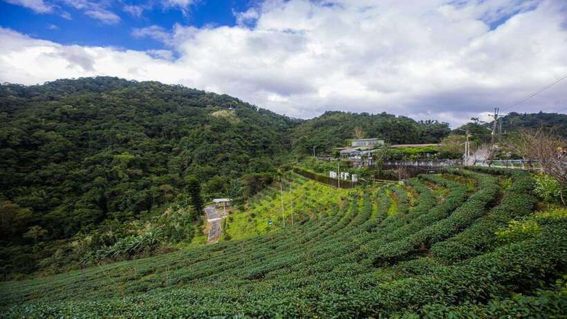From Taipei: Thousand-Island Lake & Tea Museum Private Tour - Taipei-to-Nantou in 5 hours: what private really means