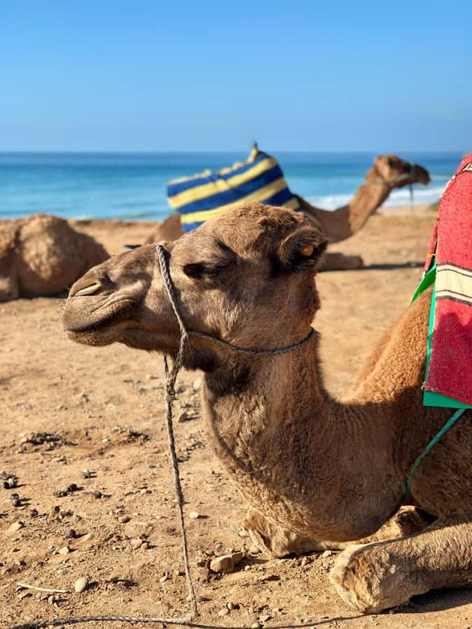 From Tangier: Asilah Tour with Tea Tasting & Camel Ride - Key Highlights Worth Your Time