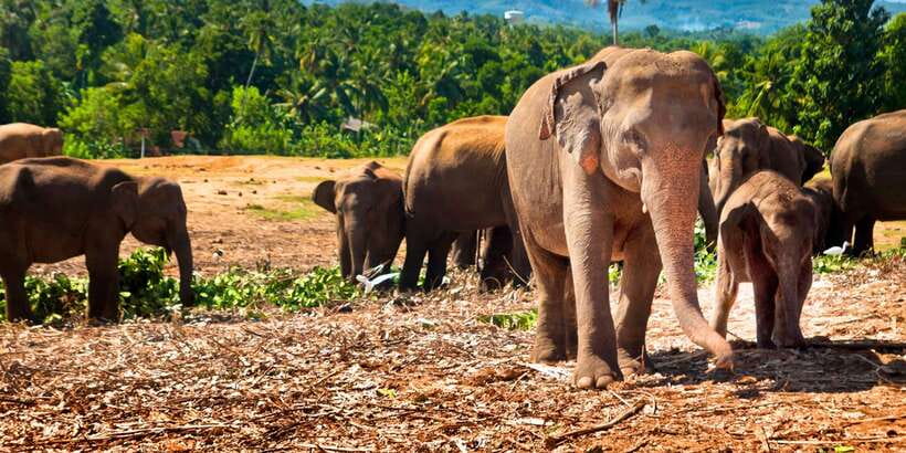 From west coast: Kandy, Tooth temple, Botanical & Tea garden - Key things you’ll notice on this trip