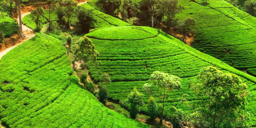 From west coast: Kandy, Tooth temple, Botanical & Tea garden - Why this Kandy day trip works from the west coast