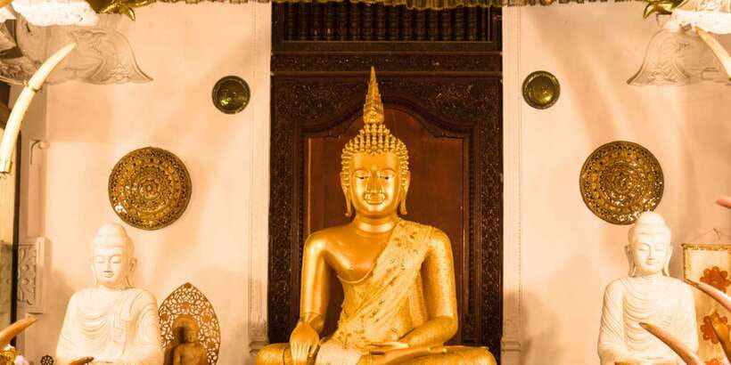From west coast: Kandy, Tooth temple, Botanical & Tea garden - Peradeniya Botanical Garden: your slow walk in the middle of a busy day
