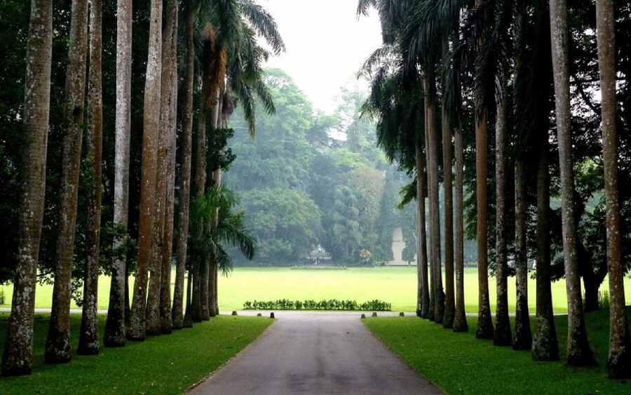 From west coast: Kandy, Tooth temple, Botanical & Tea garden - Kandy sightseeing plus shopping that doesn’t feel random