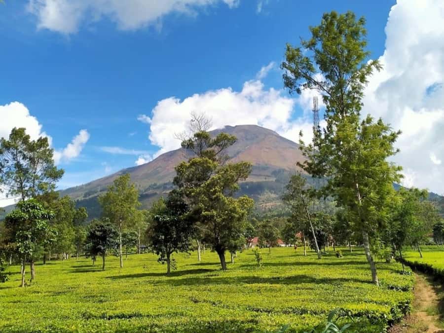 From Yogyakarta: Dieng Tour, Golden Sunrise & Tea Plantation - Sikidang Crater: sulfur steam and a very real volcanic mess