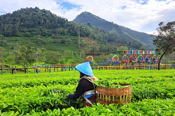 Full-Day Adventure: Tea Plantation & the Mystical Dieng Plateau - Transportation and comfort: air-conditioned pickup, bottled water, English help