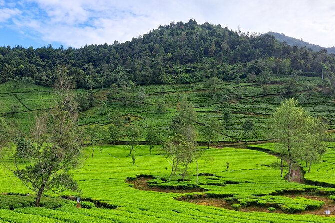 Full-Day Adventure: Tea Plantation & the Mystical Dieng Plateau - Who this tour suits best (and who should skip it)