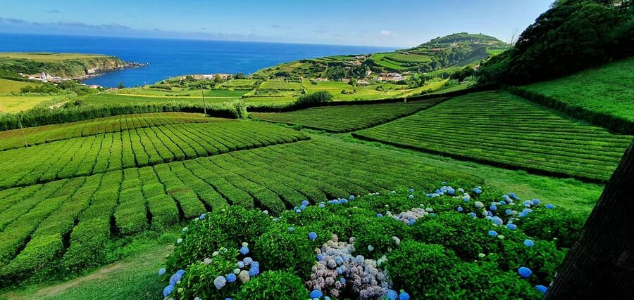 Full Day: Furnas, Tea Plantations & More With Lunch - Europe’s Only Tea Plantation: What You’ll See and Taste