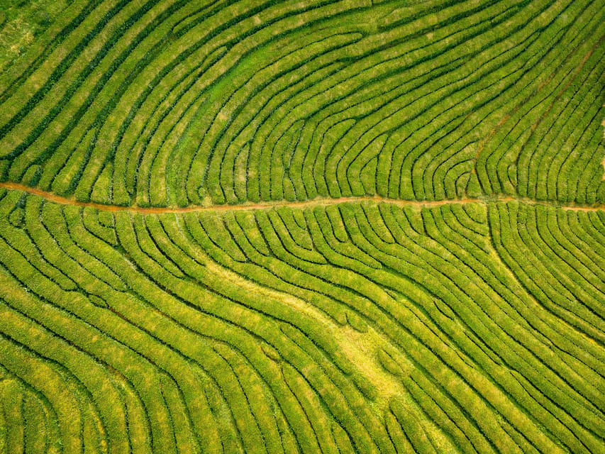Full Day: Furnas, Tea Plantations & More With Lunch - Small-Group Comfort and Guide Style: Why It Feels Personal