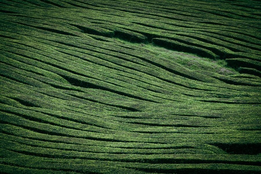 Full Day: Furnas, Tea Plantations & More With Lunch - Who Should Book This Furnas and Tea Day Trip