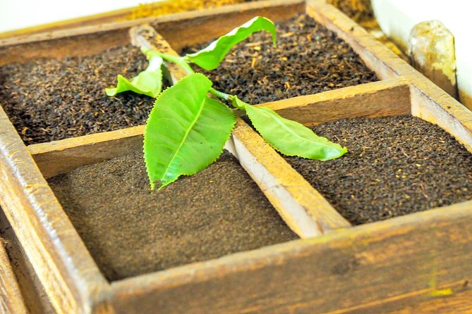 Full Day Guided Tea Route Mauritius: Including Lunch - Bois Cheri Tea Factory and Tea Museum: seeing old tea plants and how it’s made