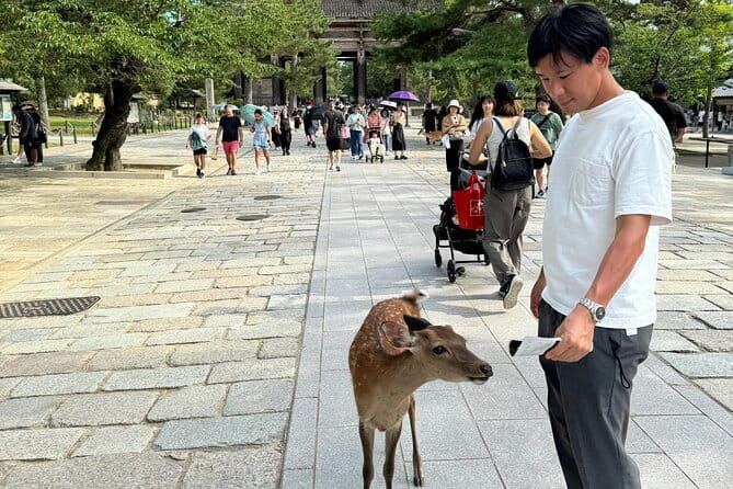 Full Day Nara Deer, Temple, Shrine, Activities & Tea Ceremony - Kasuga Taisha Shrine and the Lantern Path: Shinto Meets Nature