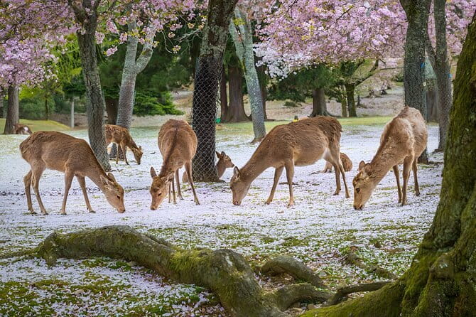 Full Day Nara Deer, Temple, Shrine, Activities & Tea Ceremony - Deer Park Moment: Cookies, the Deer Challenge, and Common Sense Safety