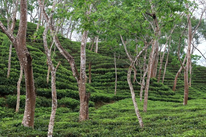 Full Day Sreemangal Tea Garden & National Park Hiking Tour - Madhabpur Lake: lotus calm, reflected color, and morning-or-evening magic