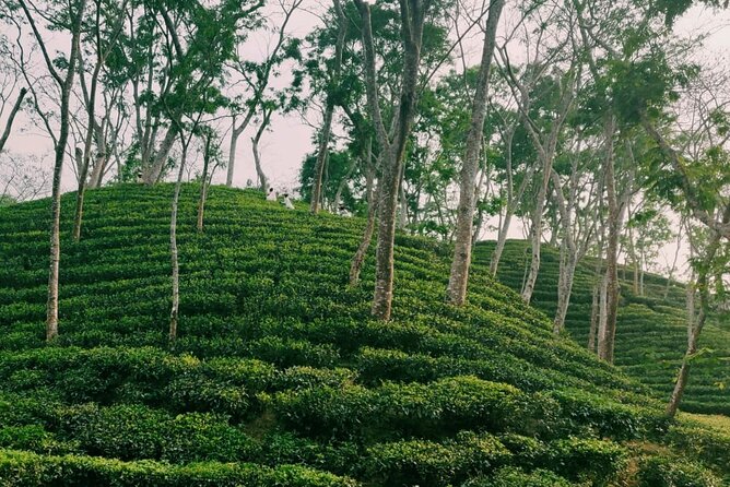 Full Day Sreemangal Tea Garden & National Park Hiking Tour - Guides, safety, and what to expect from the eco approach
