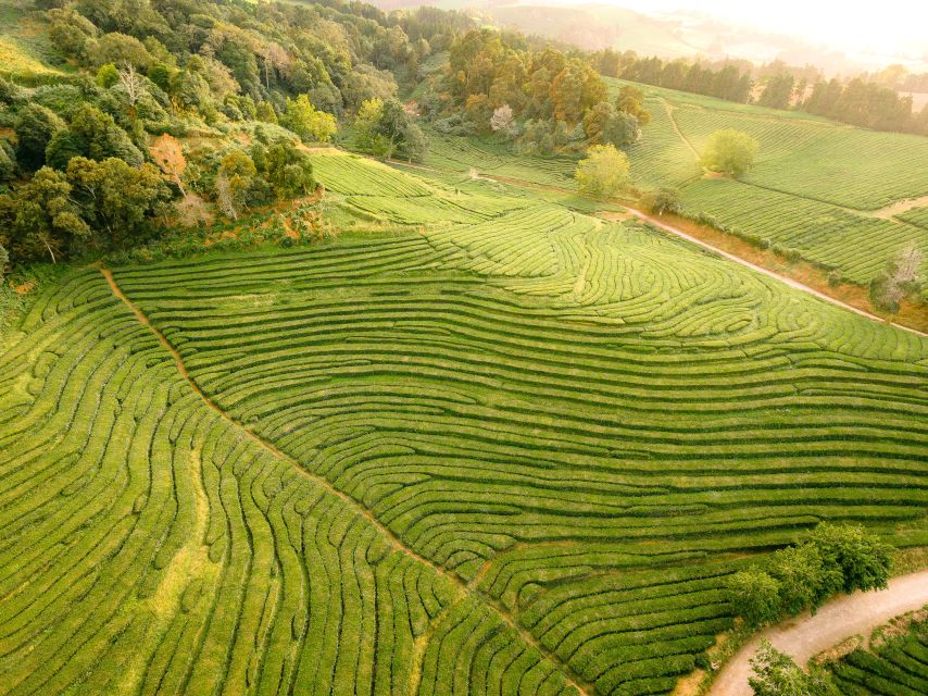 Furnas: Tea Plantations, Lake and Volcano Guided Tour - Caldeiras and Furnas Lake: up close with geothermal energy