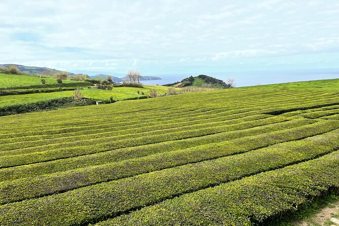 Furnas Vale, Gorreana Tea Factory Private Van Tour - Praia do Areal de Santa Barbara: Dark Sand, Rough Waves, Big Photos