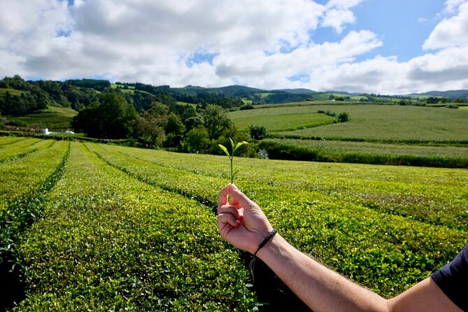 Furnas Volcano & Tea Plantation With Traditional Lunch, East Tour - Furnas Valley: where cozido is cooked underground