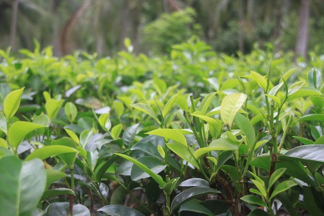 Galle Day Tour and Tea Plantation from Bentota & Other Places - The Bentota-to-Galle game plan: private comfort, efficient stops
