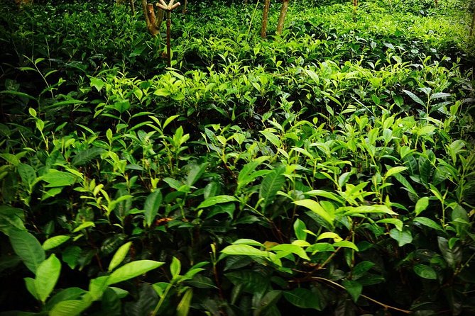 Galle Day Tour and Tea Plantation from Bentota & Other Places - Jungle Beach: a calmer bay west of Unawatuna