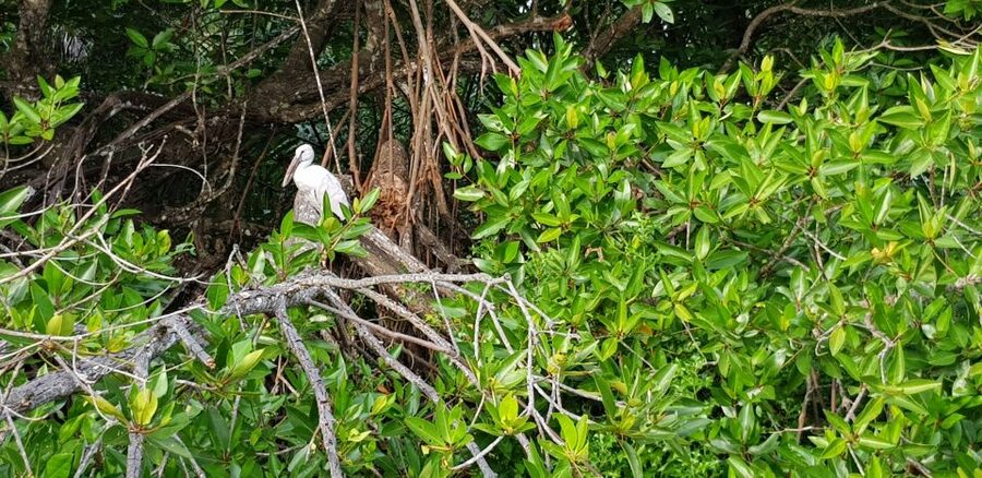 Galle Day Trip with River Safari, Sea Turtles & Tea Factory - Pickup Areas, Early Start, and How to Prep for a Smooth Day
