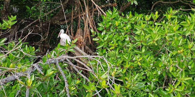 Galle Day Trip with River Safari, Sea Turtles & Tea Factory - A Private 9-Hour Route From the Galle Area That Feels Efficient