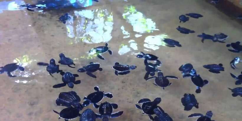 Galle Day Trip with River Safari, Sea Turtles & Tea Factory - Turtle Conservation Project: Sea Turtles With Real Work Behind Them