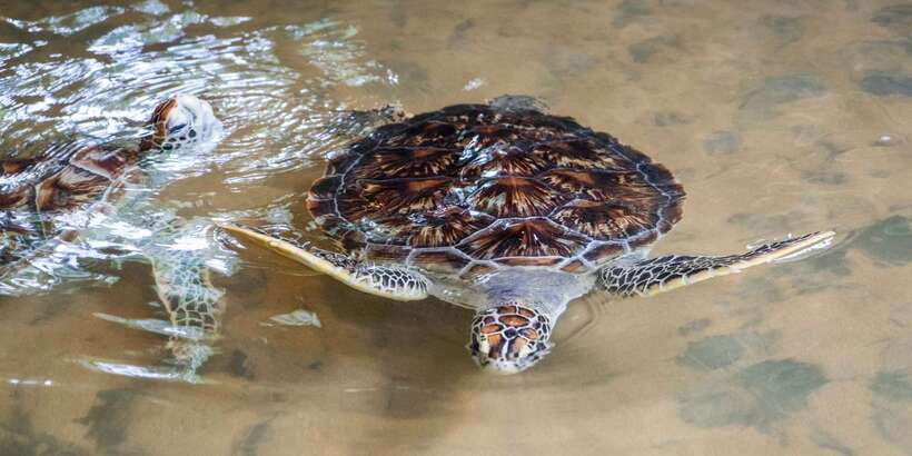 Galle Day Trip with River Safari, Sea Turtles & Tea Factory - Buddhist Temple Stop: A Short Pause That Adds Depth