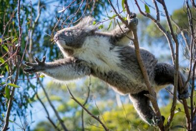 Great Ocean Road 12 Apostles & Rainforest Walk with Morning Tea - Serendip Sanctuary morning tea and wildlife spotting