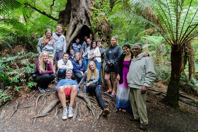Great Ocean Road 12 Apostles & Rainforest Walk with Morning Tea - Great Otway National Park: the temperate rainforest walk