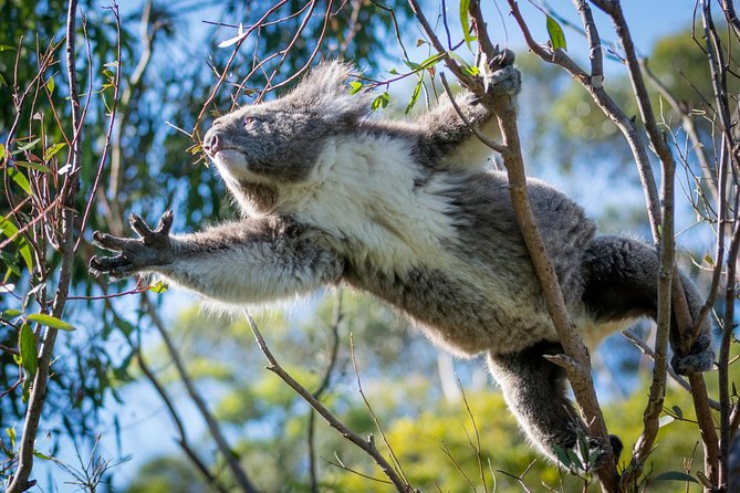 Great Ocean Road 12 Apostles & Rainforest Walk with Morning Tea - Serendip Sanctuary morning tea and wildlife spotting