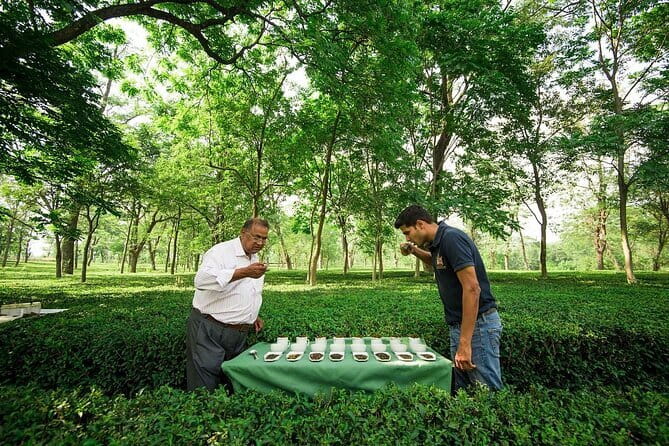Guided Tour to Palampur-Monasteries, Temple & Tea Gardens visit - Palampur tea factory: the stop that makes the day worth it