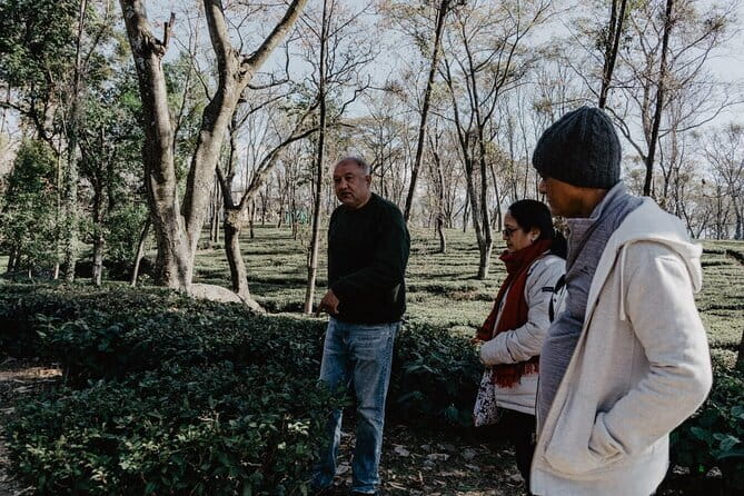 Guided Tour to Palampur-Monasteries, Temple & Tea Gardens visit - The rest of the day: viewpoints, lakes, waterfall, then McLeodganj Market