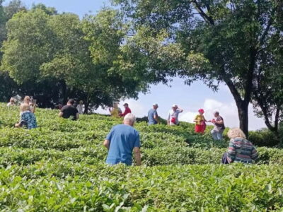 Guilin: City Tour with Elephant Hill & Ming Tea Tasting - Elephant Trunk Hill: more than a postcard riverside view