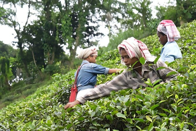 Guwahati Tea Garden tour @ Amchong - Key highlights worth carving out time for